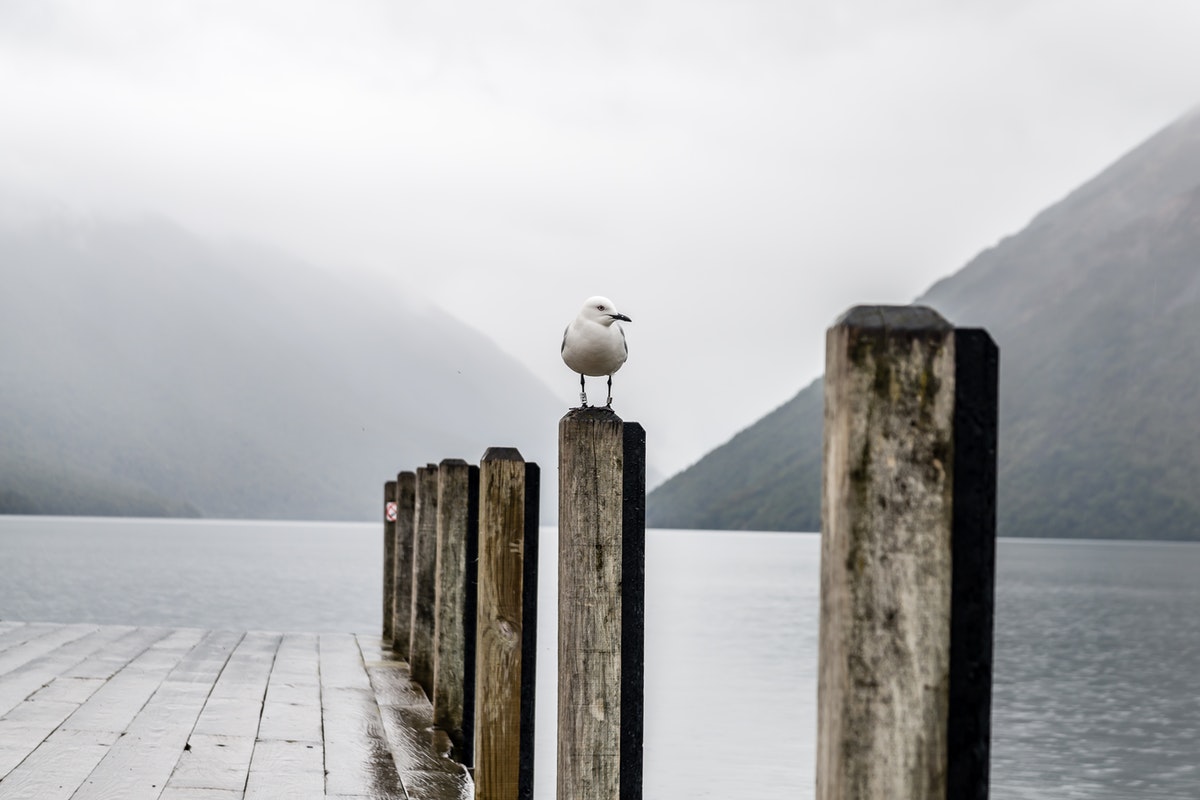 Seagull on a pier in the mountains
