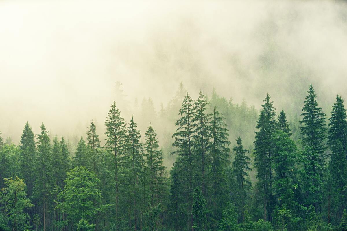 Norway pine trees 