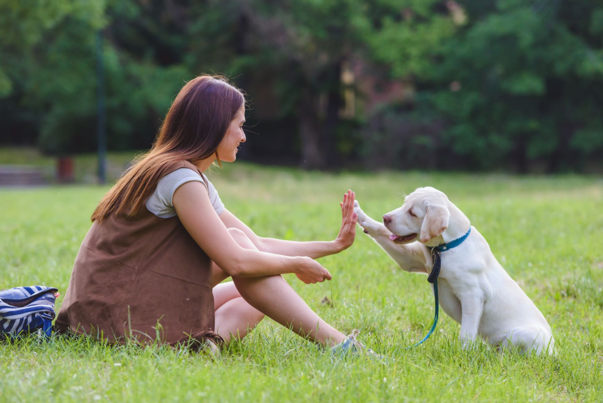 Woman high fiving a dog on the grass